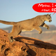 Illustration for article titled AMD Puma Mobile Platform Launching Next Week, Fighting the Good Fight